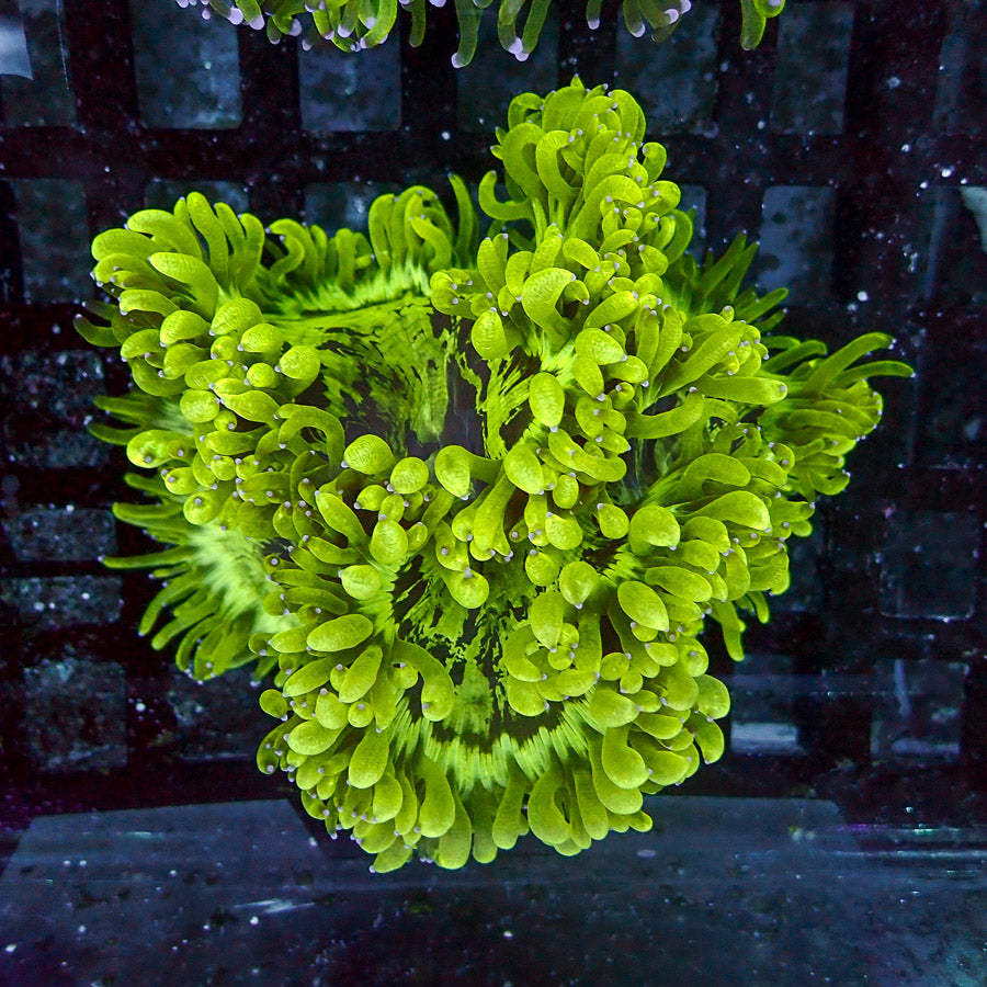 Elegance Coral (Catalaphyllia jardinei)