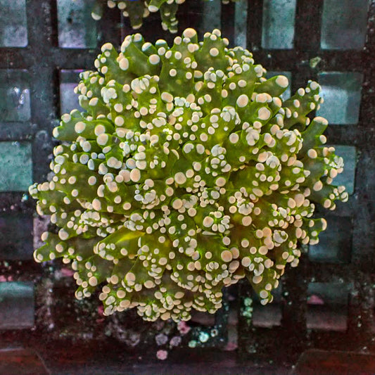 Octospawn Coral - Premium Branching LPS