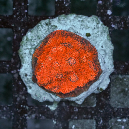 Chalice Coral Smooth Medium- Premium LPS