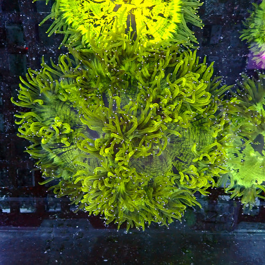 Elegance Coral medium (Catalaphyllia jardinei)
