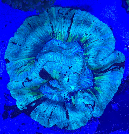 Trachyphyllia Coral