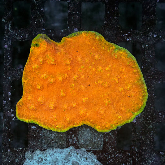 Chalice Coral Smooth  -Large Premium LPS