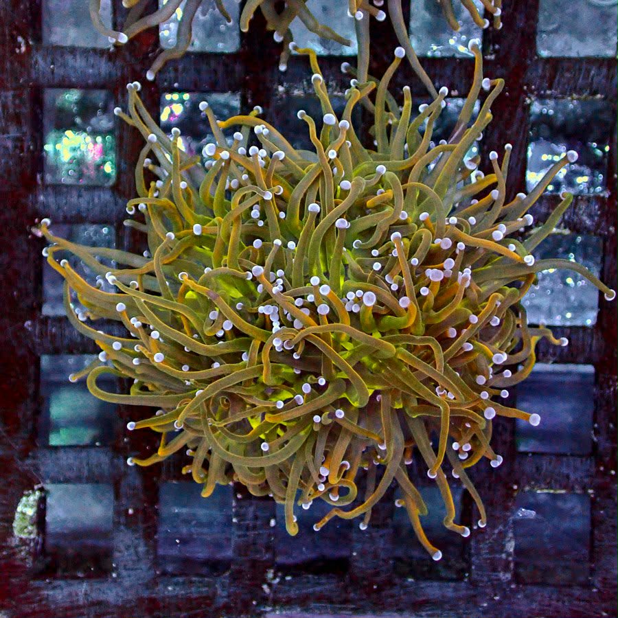 Holy Grail Torch Coral 5 heads - Premium Branching Euphyllia