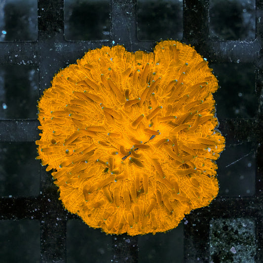 Fungia Plate Coral - Colorful LPS