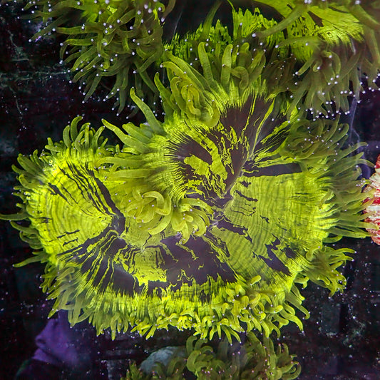 Elegance Coral (Catalaphyllia jardinei)