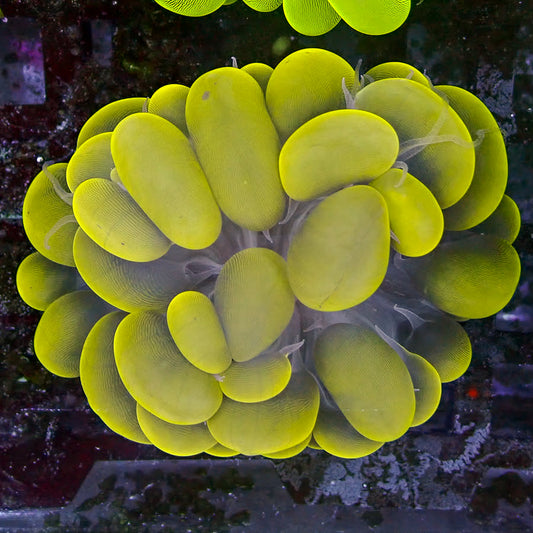 Bubble Coral Cats Eyes Medium - Classic LPS Plerogyra